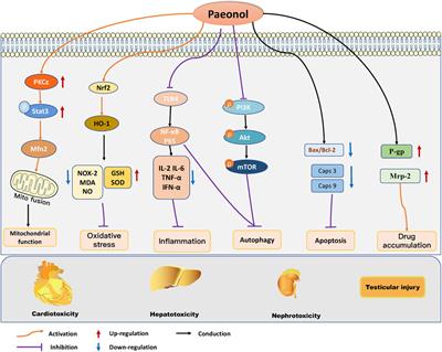 Pharmacological effects and mechanisms of paeonol on antitumor and prevention of side effects of cancer therapy